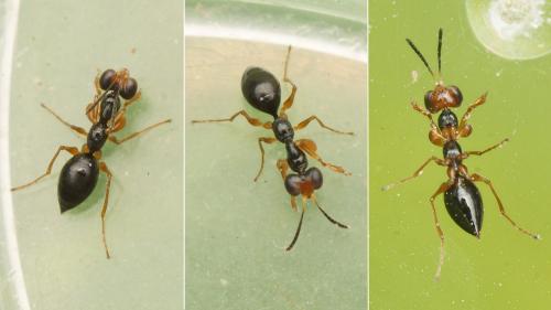 Gonatopus striatus